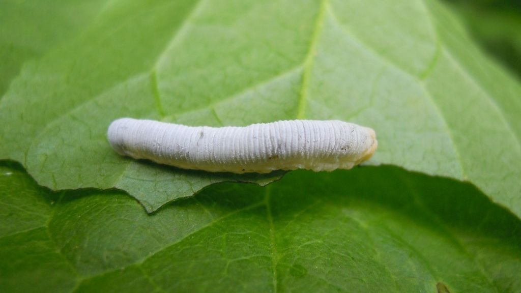 bruco di Cimbicidae: cfr. Trichiosoma lucorum